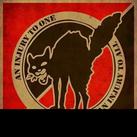 Black Cat Contractor Logo